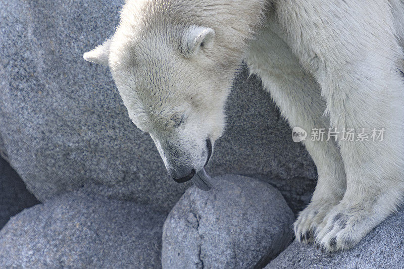 北极熊(Ursus maritimus)站在靠近水边的岩石上